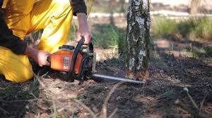 Trusted Elwood, KS Tree Removal Services Experts