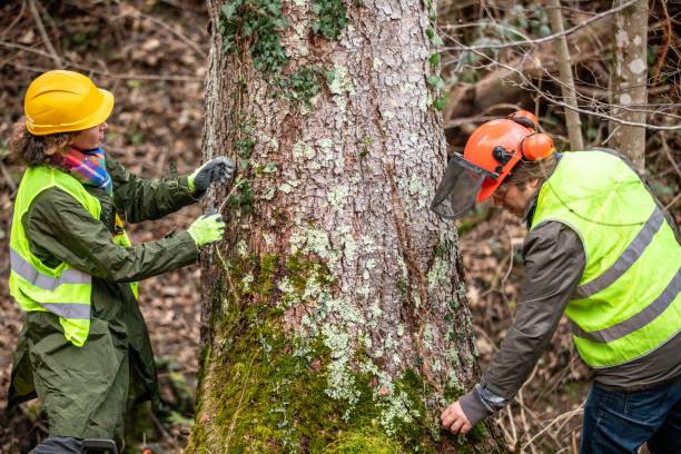 How Our Tree Care Process Works  in  Elwood, KS